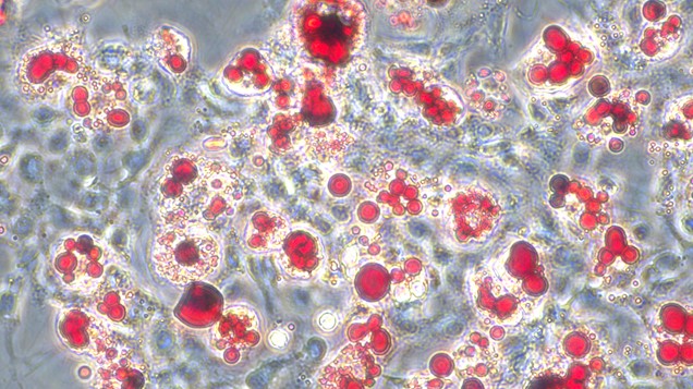 Primary Rat Synovial Mesenchymal Stem Cells (SMSC)