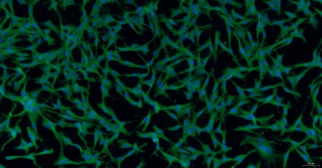 Primary Rabbit Satellite Glial Cells (SGC)