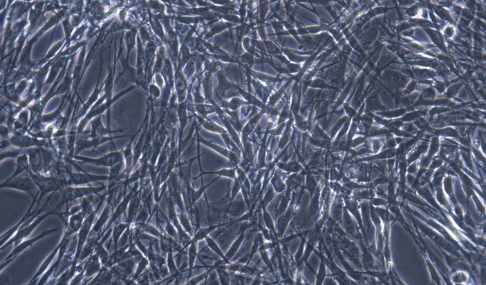 Primary Canine Optic Nerve Astrocytes (ONA)