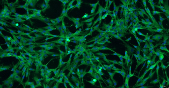 Primary Canine Optic Nerve Astrocytes (ONA)