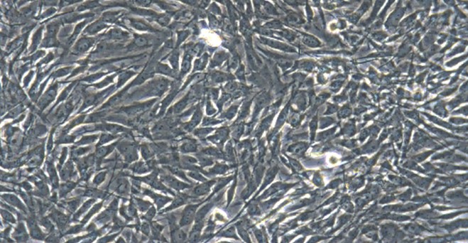 Primary Feline Olfactory Sustentacular Cells (OSCs)