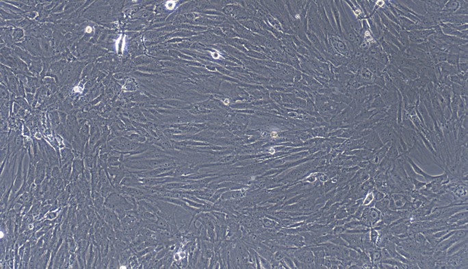 Primary Rat Ovarian Interstitial Cells (OIC)