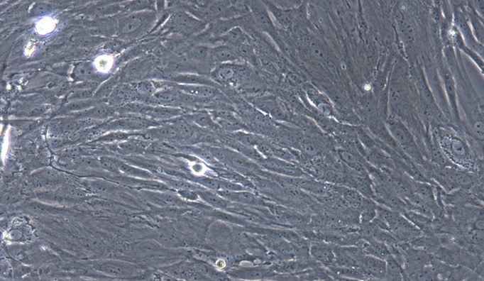 Primary Rat Ovarian Interstitial Cells (OIC)