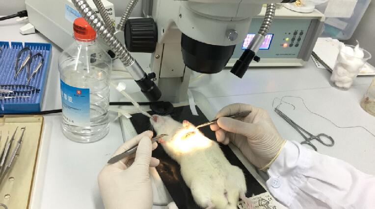 Rat Model for Myocardial Infarction (MI)