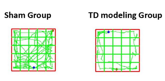 Rat Model for Tourette Syndrome (TS)