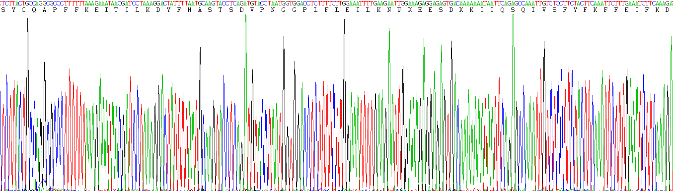 Eukaryotic Interferon Gamma (IFNg)