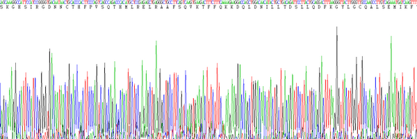 Eukaryotic Interleukin 10 (IL10)