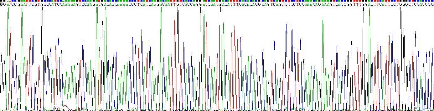 Eukaryotic Leptin (LEP)