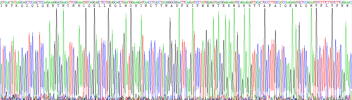 Eukaryotic Interferon Beta (IFNb)