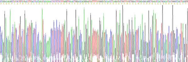 Eukaryotic Sex Hormone Binding Globulin (SHBG)