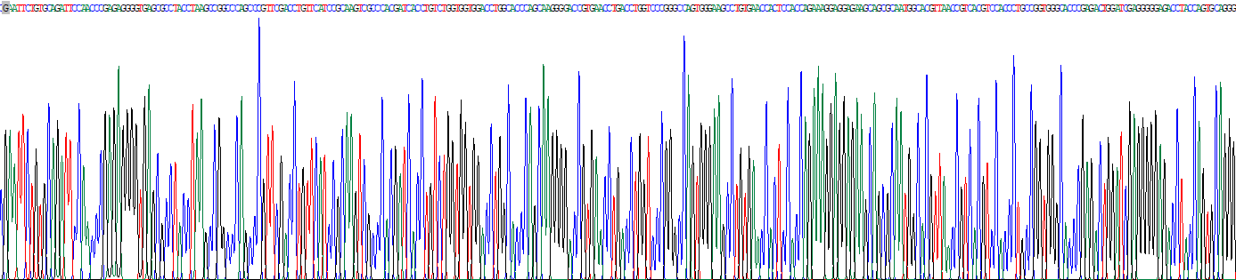 Eukaryotic Immunoglobulin E (IgE)
