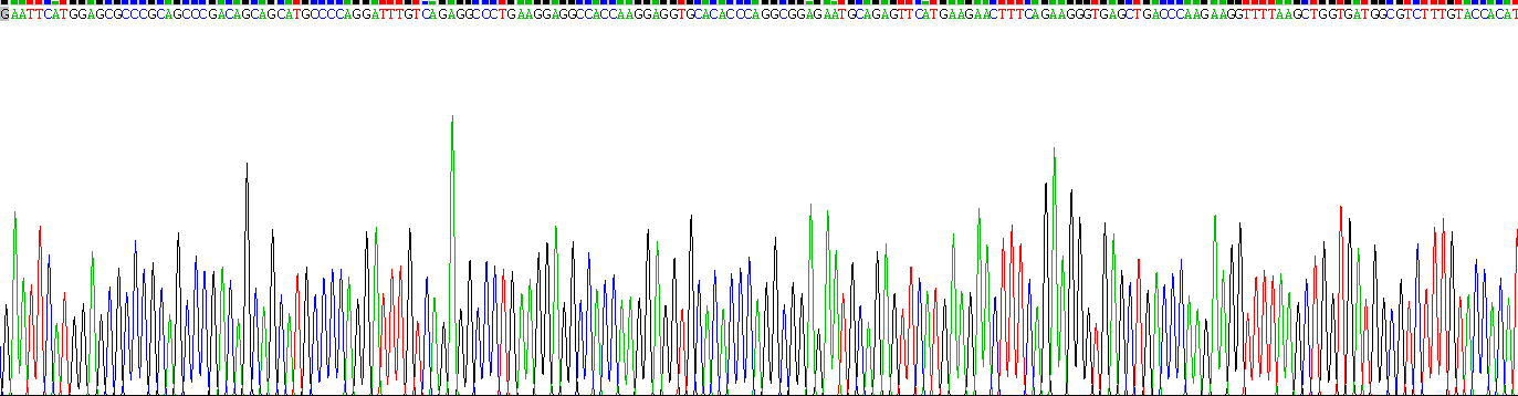 Eukaryotic Heme Oxygenase 1 (HO1)