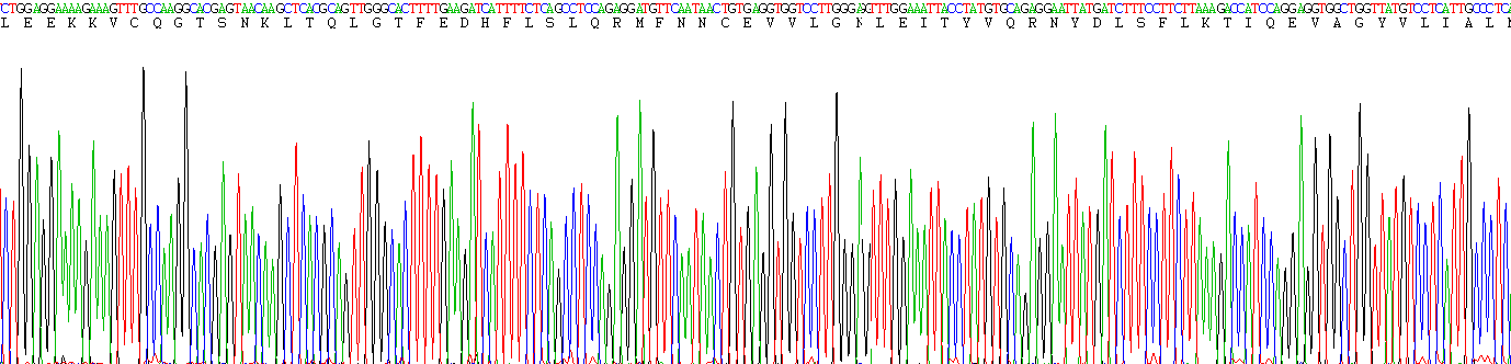 Eukaryotic Epidermal Growth Factor Receptor (EGFR)