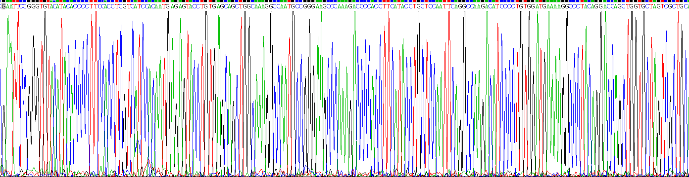 Eukaryotic Angiotensinogen (AGT)