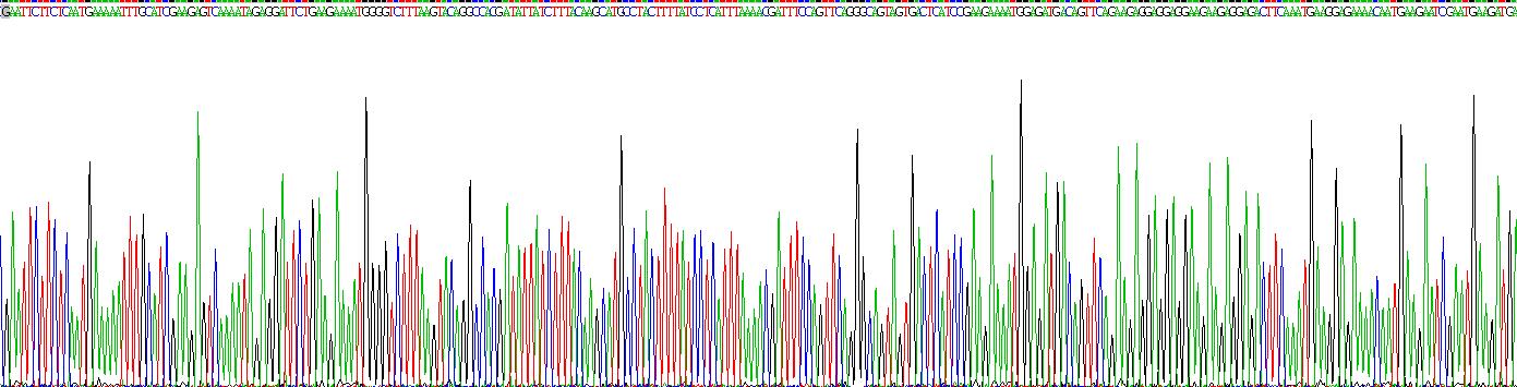 Eukaryotic Bone Sialoprotein (BSP)