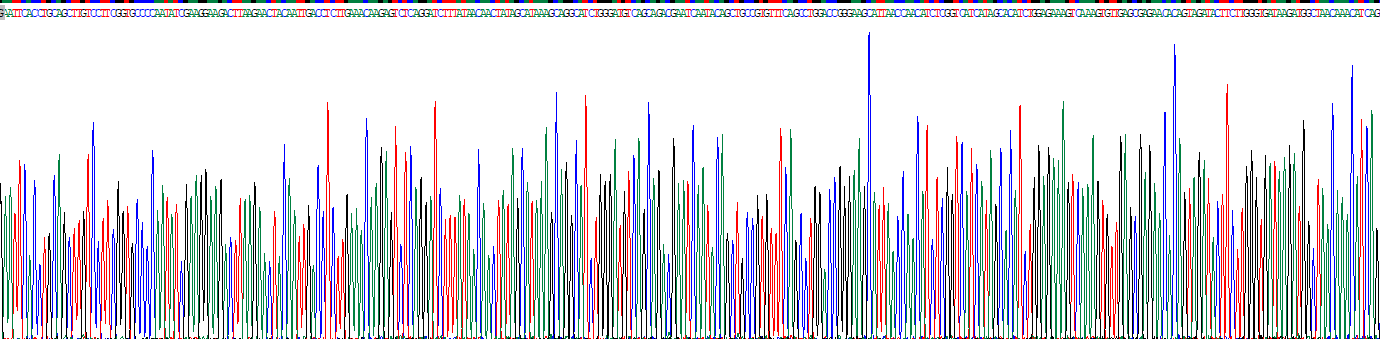 Eukaryotic Interleukin 31 (IL31)