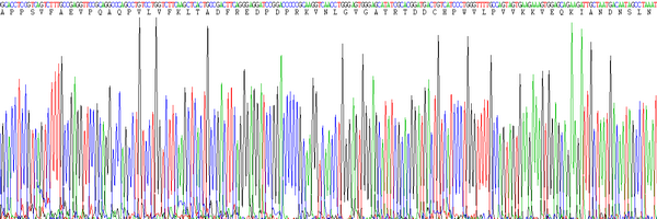 Eukaryotic Aspartate Aminotransferase (AST)