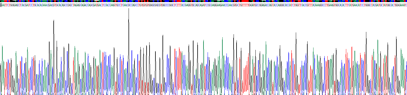 Eukaryotic Cluster Of Differentiation 73 (CD73)