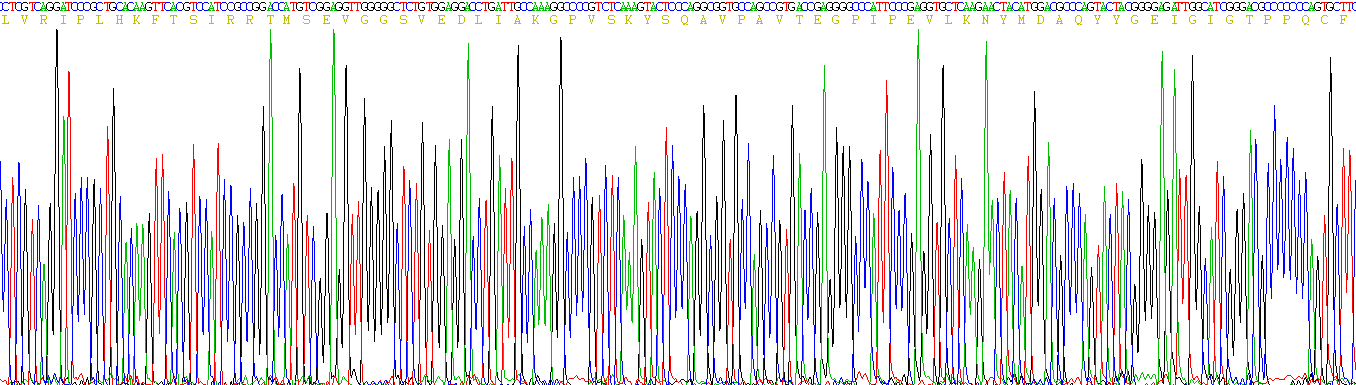 Eukaryotic Cathepsin D (CTSD)