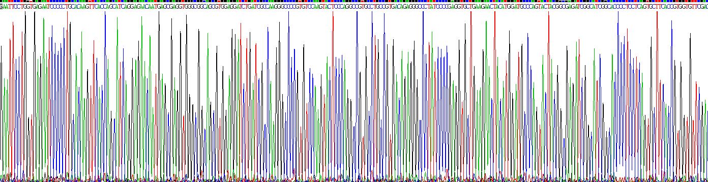 Eukaryotic Cathepsin D (CTSD)