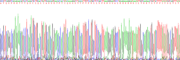 Eukaryotic B-Cell Activating Factor (BAFF)