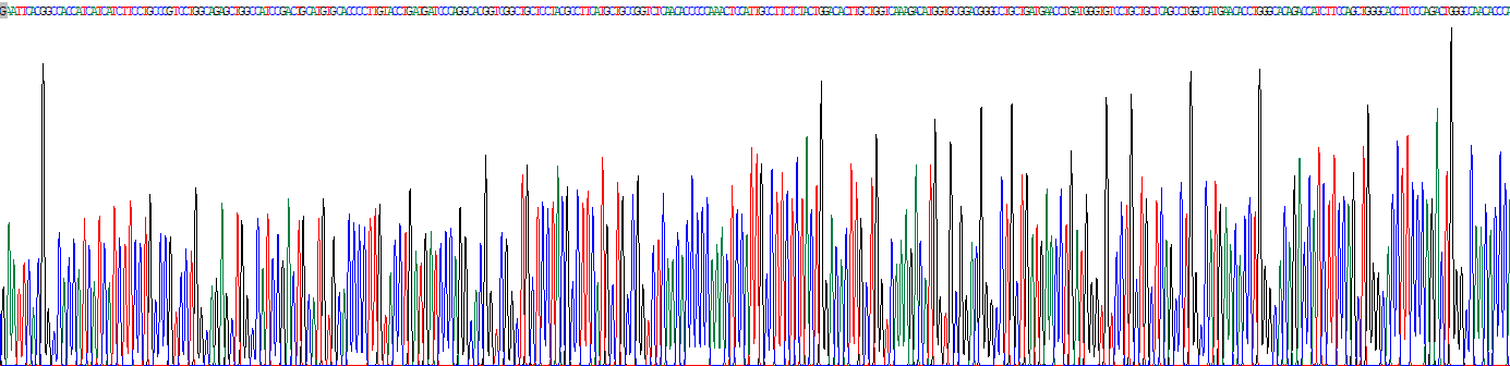 Eukaryotic Sodium Dependent Dicarboxylate Cotransporter 3 (NADC3)