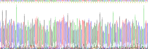 Eukaryotic Interferon Alpha 5 (IFNa5)