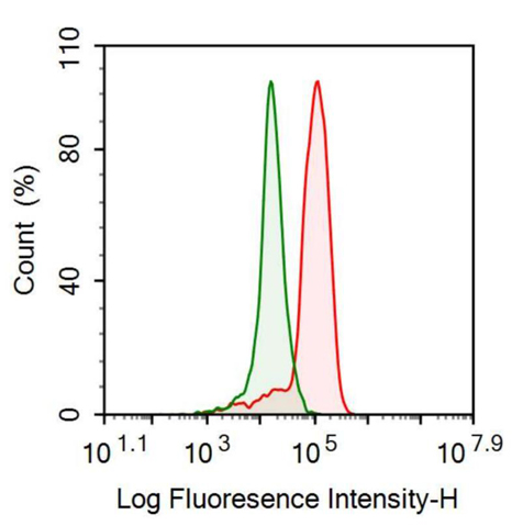 Anti-Matrix Metalloproteinase 2 (MMP2) Polyclonal Antibody