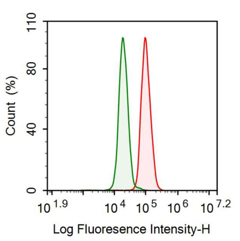 Anti-Stromal Cell Derived Factor 1 (SDF1) Polyclonal Antibody