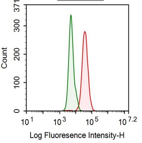 Anti-Transforming Growth Factor Beta 1 (TGFb1) Monoclonal Antibody