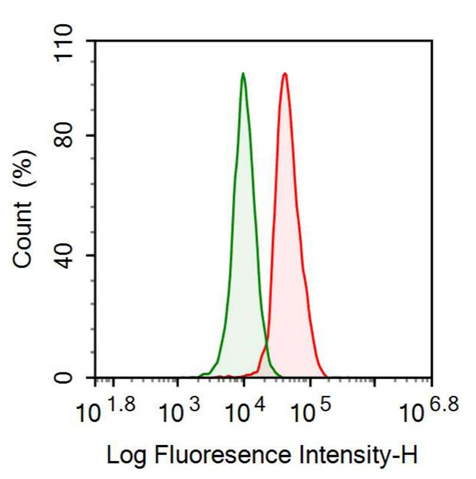 Anti-S100 Calcium Binding Protein B (S100B) Monoclonal Antibody