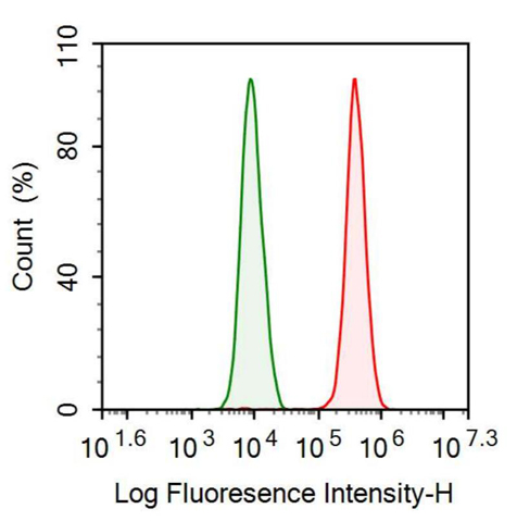 Anti-S100 Calcium Binding Protein B (S100B) Monoclonal Antibody