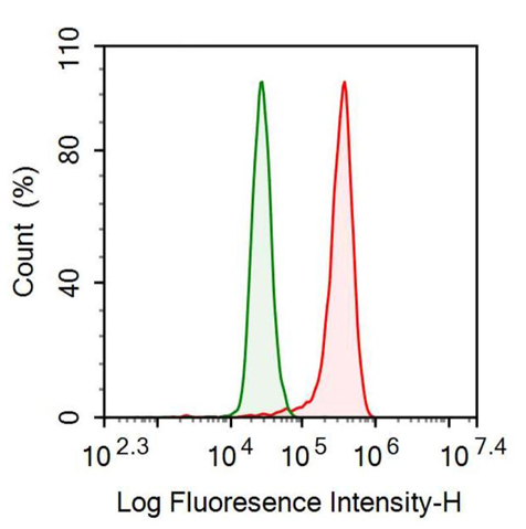Anti-Hexokinase 1 (HK1) Monoclonal Antibody