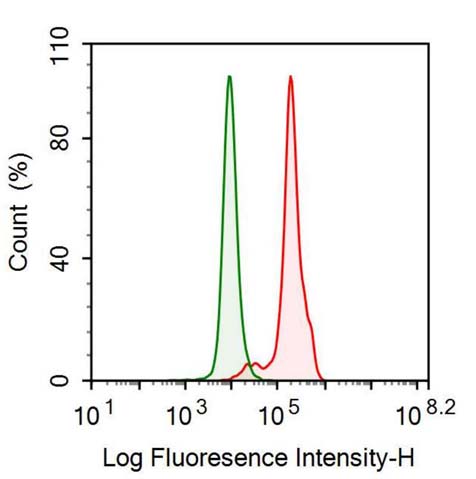 Anti-Extracellular Signal Regulated Kinase 2 (ERK2) Monoclonal Antibody