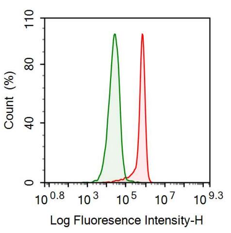 Anti-Low Density Lipoprotein Receptor Related Protein 1 (LRP1) Monoclonal Antibody