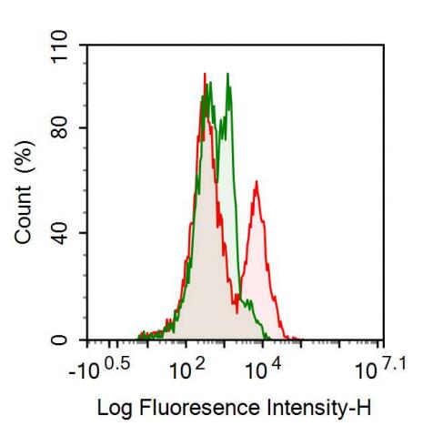 Anti-Alanine Aminopeptidase (AAP) Monoclonal Antibody