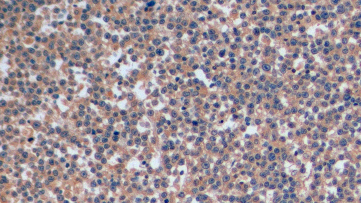 APC-Linked Anti-Cluster Of Differentiation 4 (CD4) Monoclonal Antibody