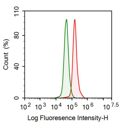 Anti-Lumican (LUM) Polyclonal Antibody
