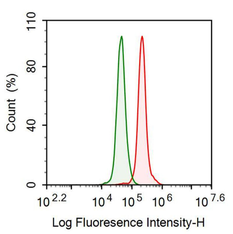 Anti-Lumican (LUM) Polyclonal Antibody