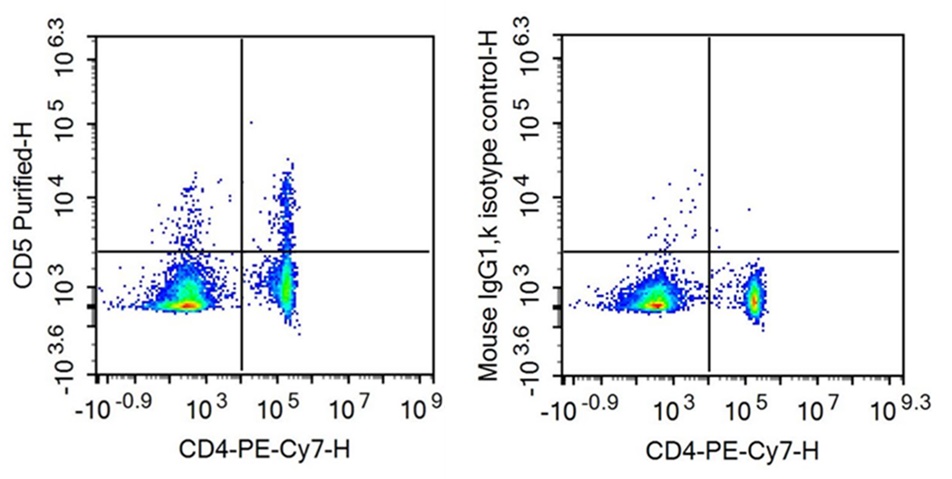 Anti-Cluster Of Differentiation 5 (CD5) Monoclonal Antibody