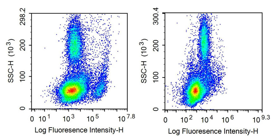 Anti-Cluster Of Differentiation 19 (CD19) Polyclonal Antibody