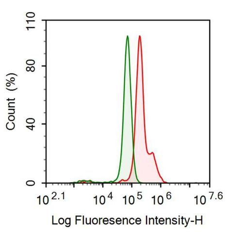 Anti-Collagen Type VII (COL7) Monoclonal Antibody