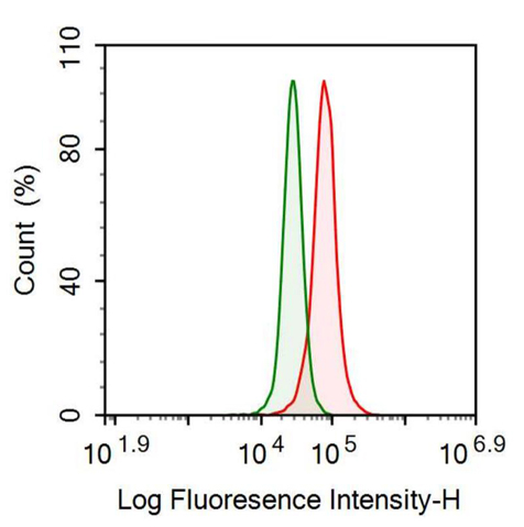 Anti-Left/Right Determination Factor 1 (LEFTY1) Monoclonal Antibody