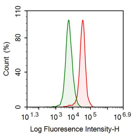 Anti-Heterogeneous Nuclear Ribonucleoprotein A1 (HNRNPA1) Polyclonal Antibody
