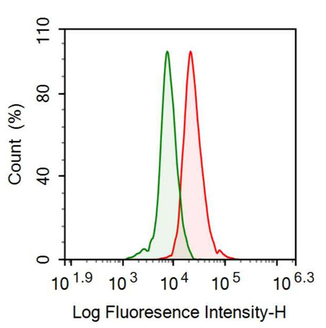 Anti-Osteoglycin (OGN) Polyclonal Antibody