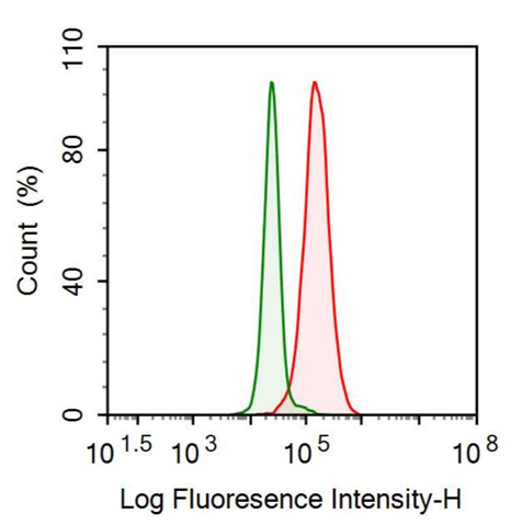 Anti-Podoplanin (PDPN) Polyclonal Antibody