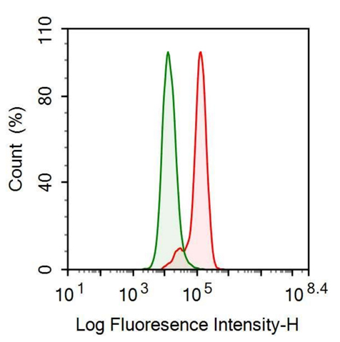 Anti-Phenylalanine Hydroxylase (PAH) Monoclonal Antibody