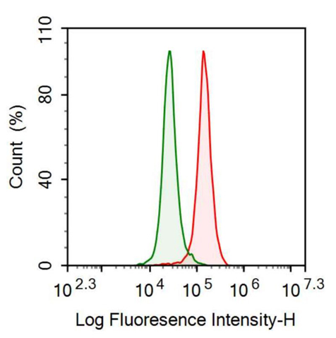 Anti-Protein Kinase, AMP Activated Alpha 2 (PRKAa2) Polyclonal Antibody