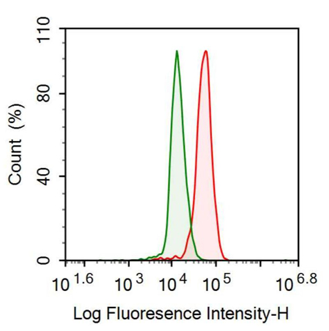 Anti-High Mobility Group Protein 20B (HMG20B) Polyclonal Antibody