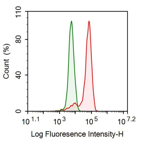 Anti-FK506 Binding Protein 1A (FKBP1A) Monoclonal Antibody